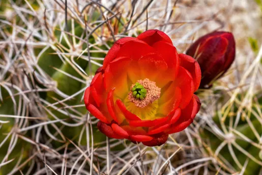 Close-up of red cactus flower.