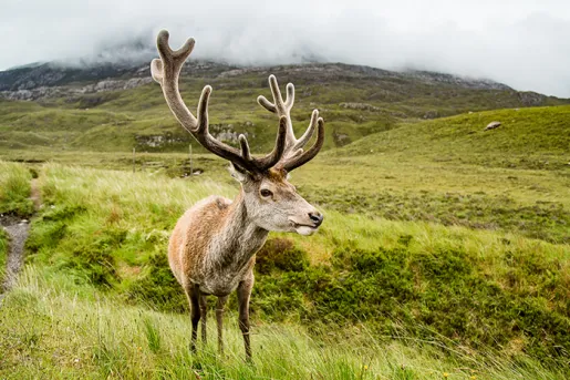 a moose on grassy plains