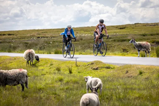 two cyclists ride by sheep