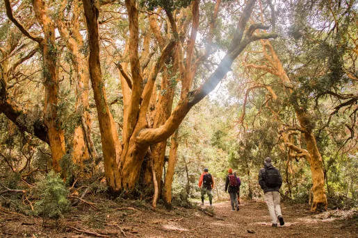 Group of people hiking through a forest filled with tall trees