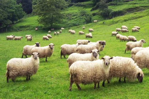 Herd of sheep in a grassy field