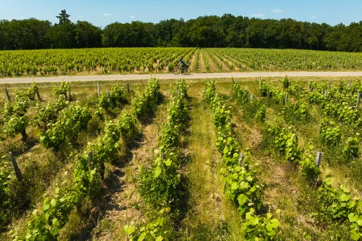 Person riding their bike in an open valley of crop fields surrounding an asphalt road