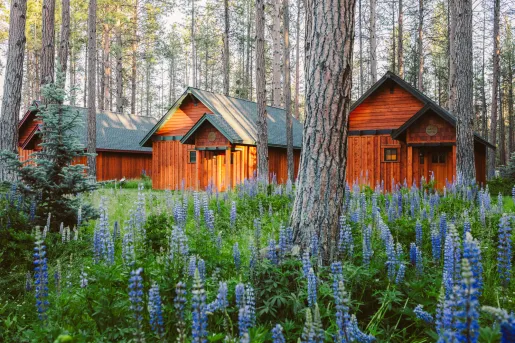 red houses in lavender fields