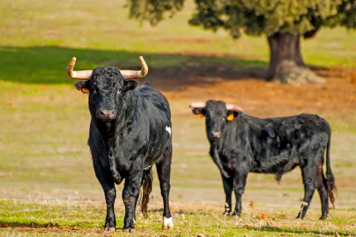 Two bulls on an empty field of grass