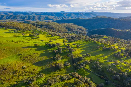 Large, grassy field with trees and the ocean in the distance