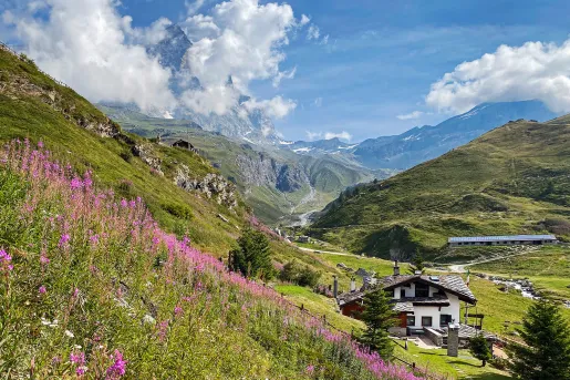 Hill covered with grass and pink flowers, with a small building at the bottom of the hill