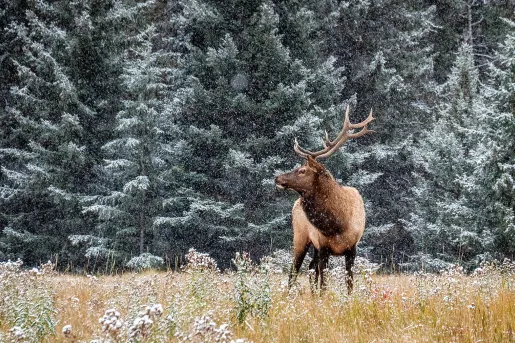 Moose in an empty valley while snow falls
