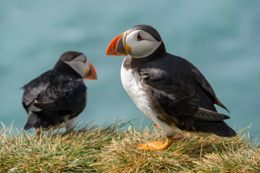 Two puffin birds sitting on a small bed of weeds