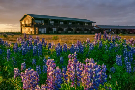 Wood and bridge lodge building in the middle of a field, surrounded by purple flowers