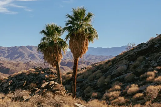 To large palm trees in the middle of a dried valley