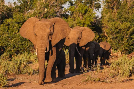 A group of elephants walk through a sunny pasture