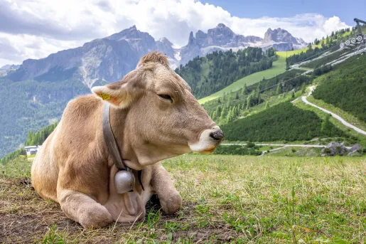 Cow laying down on a grassy field, with grassy hills in the background