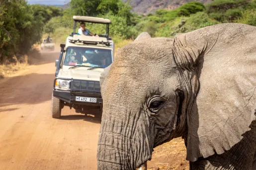 an elephant blocks a cars path