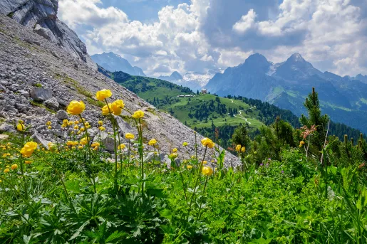 Yellow flowers surrounded by weeds along a rocky hillside