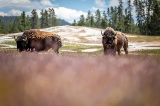 Two bison roaming freely in an open grass field
