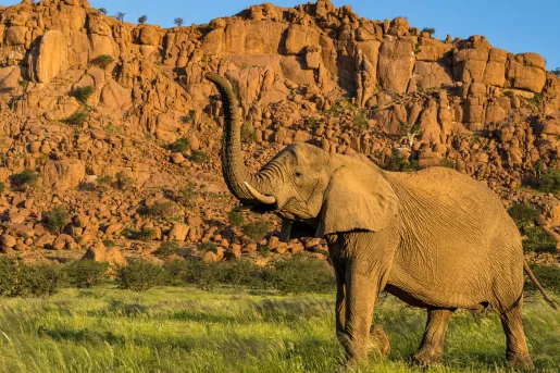 Elephant in the middle of a grass valley with mountains in the background