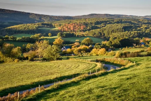 Grassy fields with trees in the distance