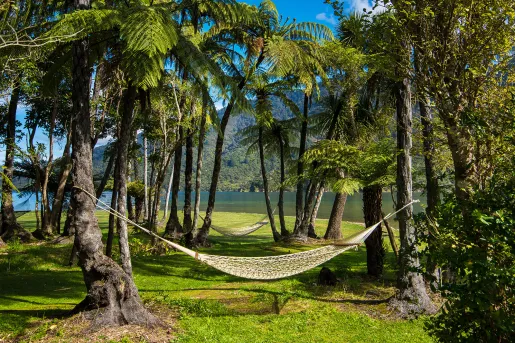 Two hammocks on tall, tropical trees next to a lake