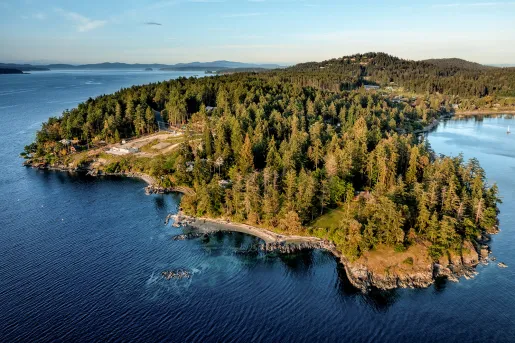 Forest on the coast of the ocean
