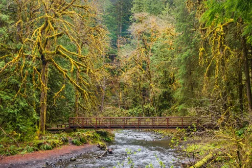 Flowing river with a bridge and large trees in the distance