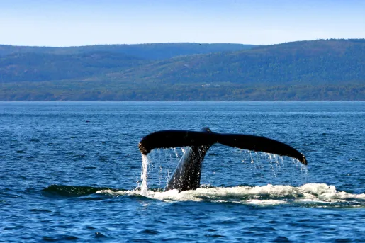 Tail of a whale flapping on the ocean water