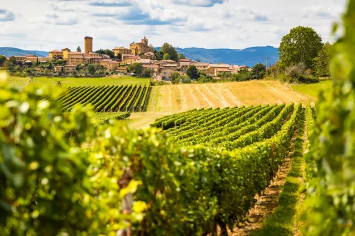 Open field of crops with large, tan buildings in the background