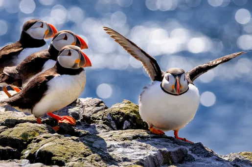 group of finches on a rock