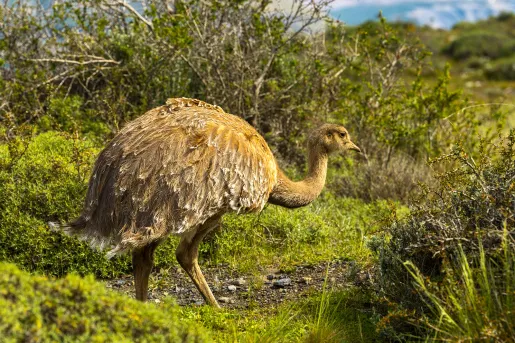 Brown ostrich in the middle of a grassy field