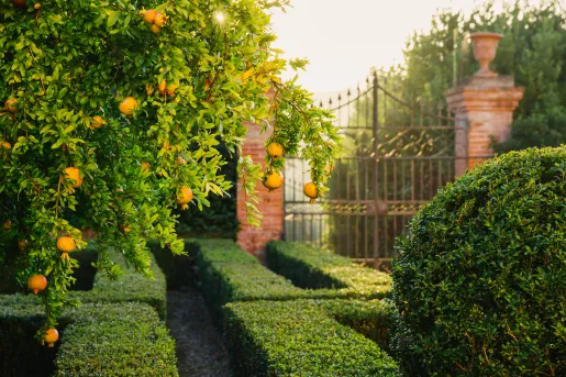Pomegranate tree in a courtyard with trimmed bushes 