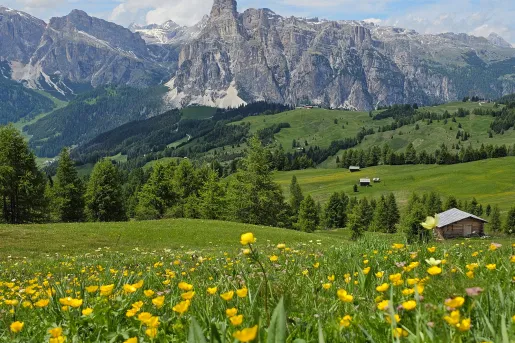 Large grass valley with yellow flowers