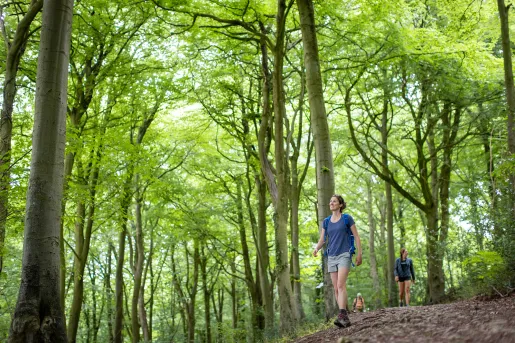 Female hiker looking up at a forest of tall trees