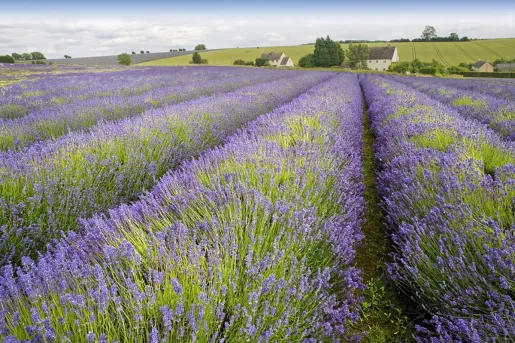lavender fields