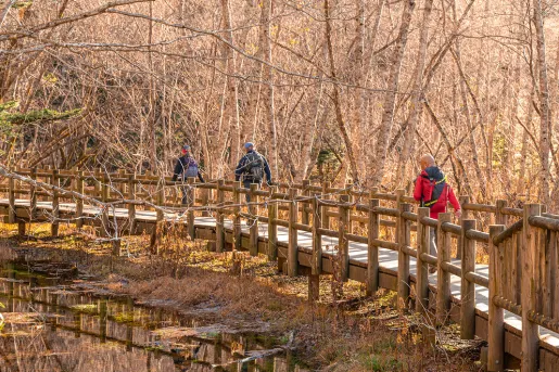 Three people walking on a wooden bridge in the middle of a forest of dried trees
