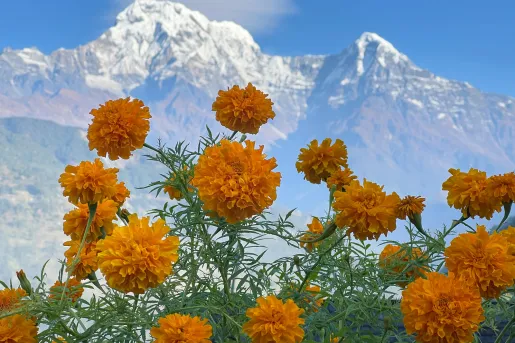 Orange flowers with mountains in the distance
