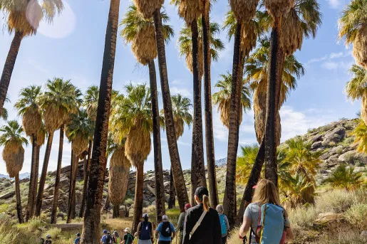 Group of hikers with walking poles hiking through a dirt path towards tall palm trees