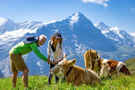 Backroads guests petting cows in a pasture