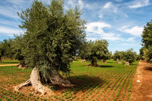 Large field of crops and trees