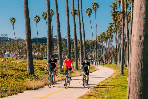 Three men riding bikes on a road surrounded by tall palm trees