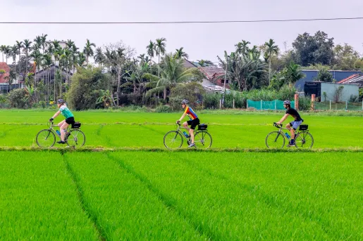 Three people riding bikes in a road surrounded by large rice paddies