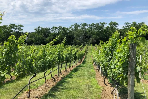 Field of crops with rows of trees