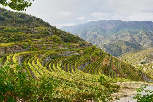 Views of large mountains with rows of crops and more mountains in the distance