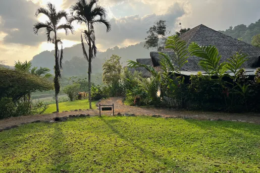 Straw hut building with a grass field and tall palm trees in front