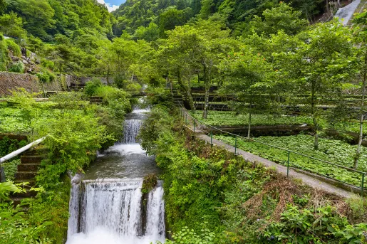 Garden with an active waterfall in the center and tall trees in the background
