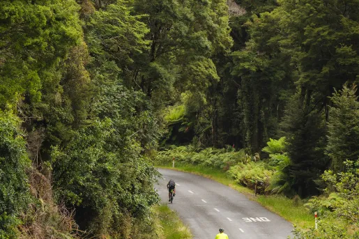 Three people biking on a curvy road, surrounded by tall trees