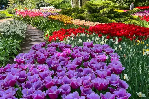 Purple tulips in a garden