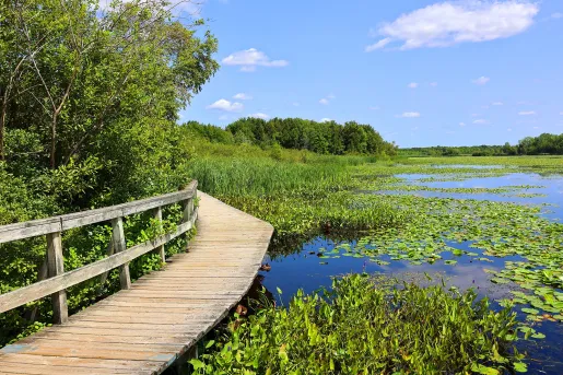 Small wooden bridge with a marsh to the right