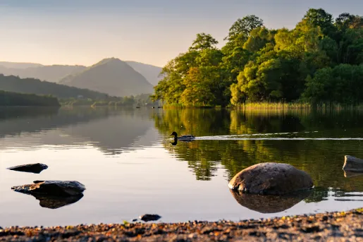 Duck swimming in a large lake
