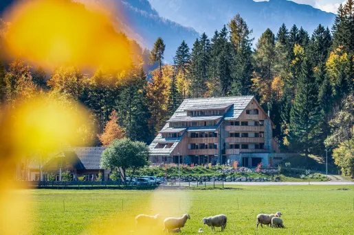 Exterior view of large wooden hotel building with a herd of sheep on a grass valley in front