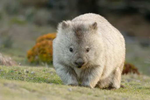 Furry wombat walking on a grassy valley