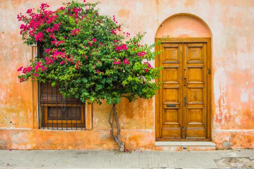 Exterior view of orange building with a small tree in front